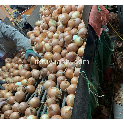 esportazione di cipolle fresche in Indonesia